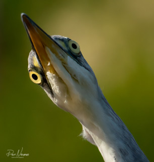 Wildlife Photographer Takes Incredible Photos on His Lunch Breaks ...