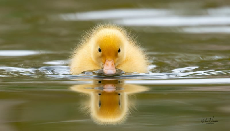 A duckling gliding through water