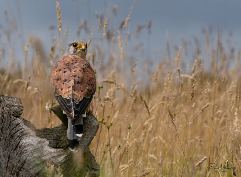 A hawk looking over its shoulder at the camera
