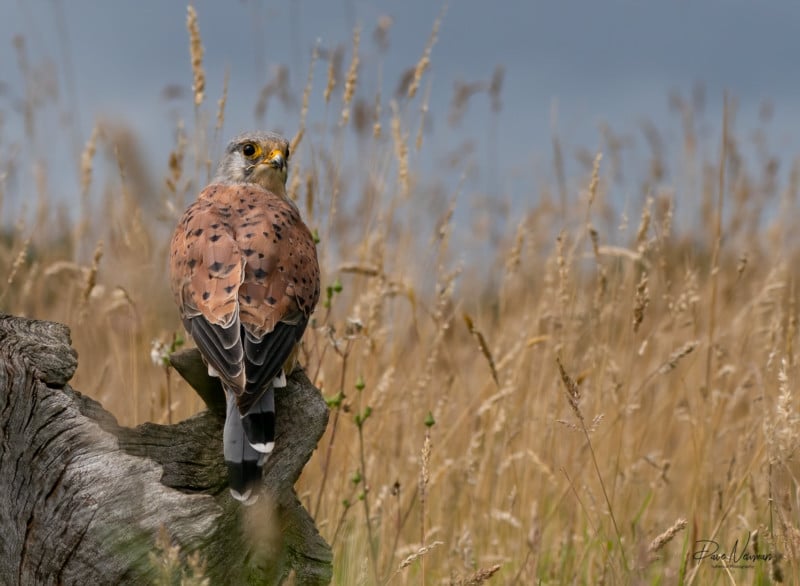 Dave Newman's wildlife photography