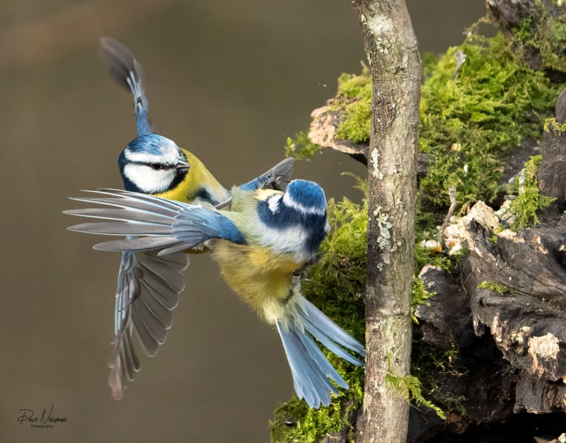 Two birds fighting in midair next to a tree