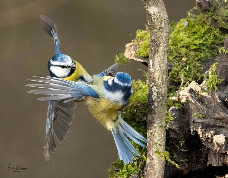 Dave Newman's wildlife photography