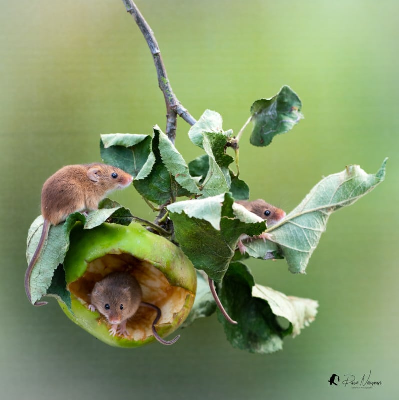 Three mice on the branches of a fruit tree