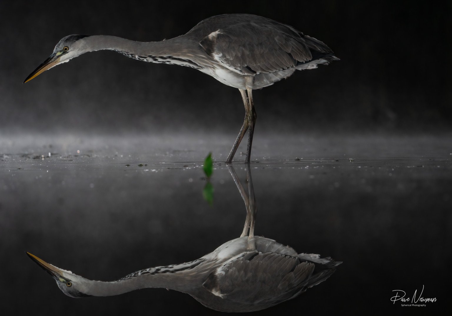  Một con cò đứng trong nước với hình ảnh phản chiếu của nó trên bề mặt 