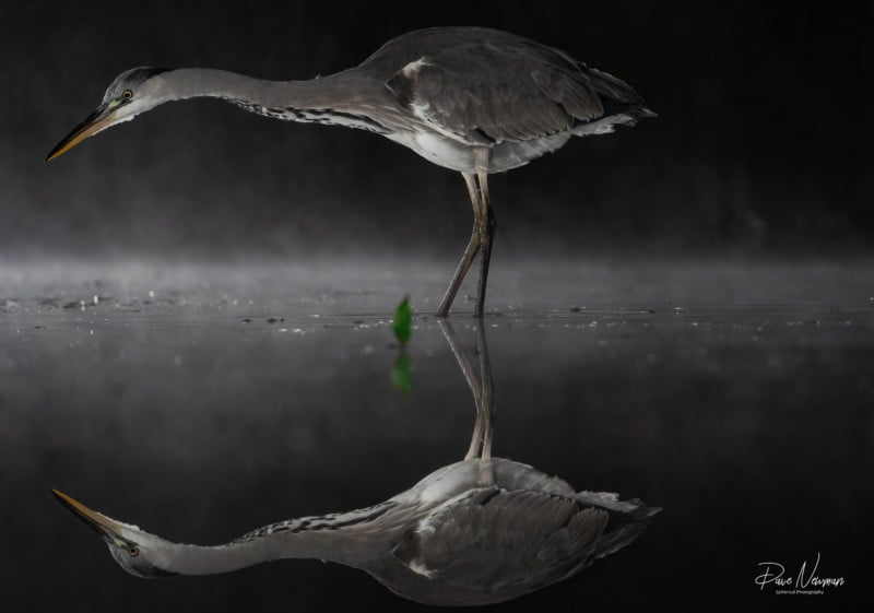 A stork standing in water with its reflection in the surface