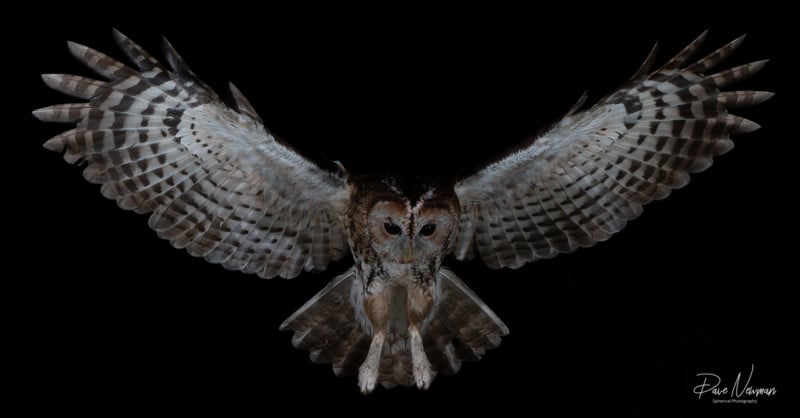 An owl swooping in the dark