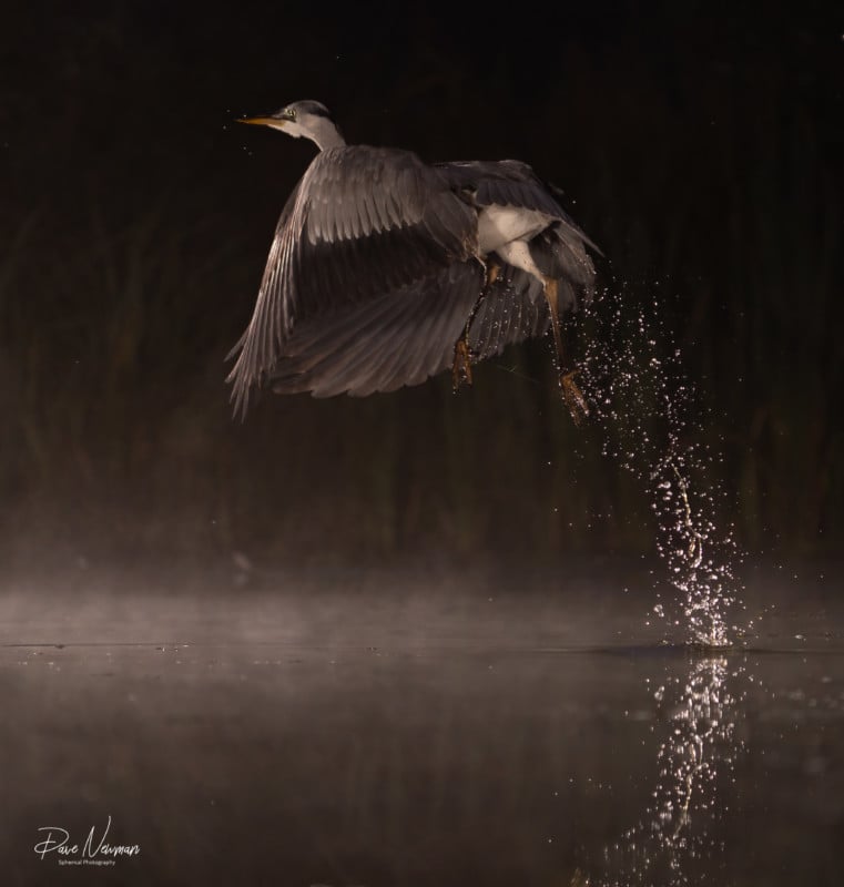 A bird bursting out of water