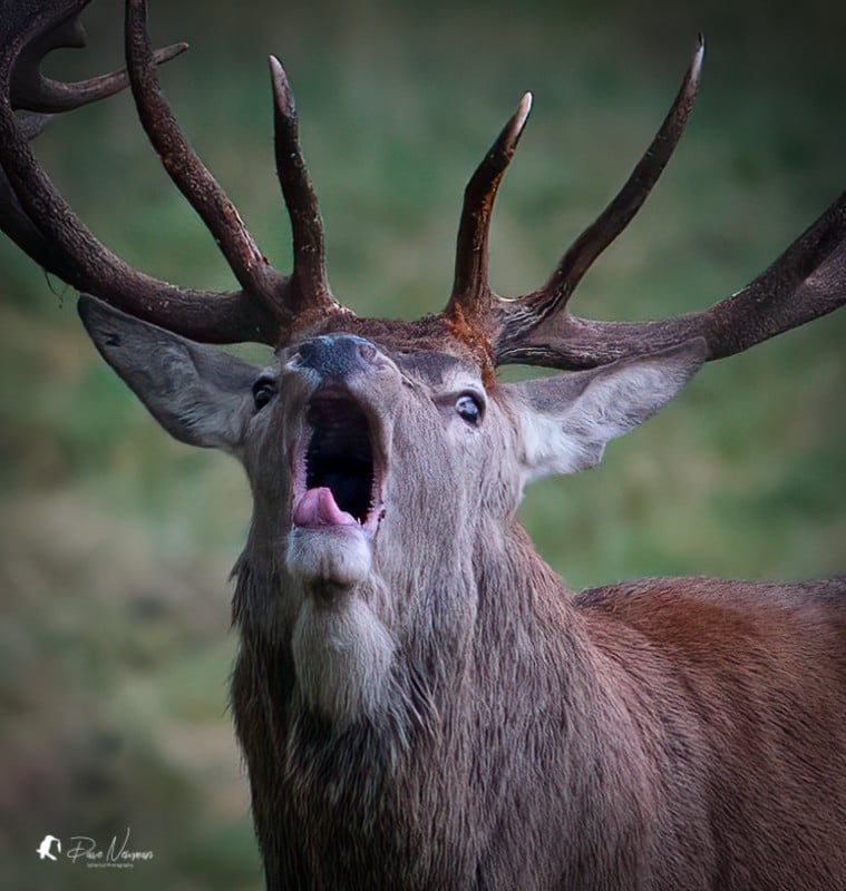 A deer calling out with its mouth open wide