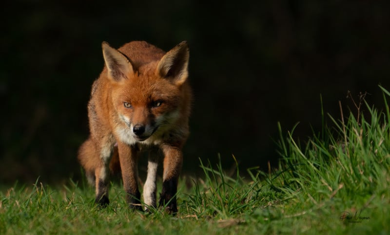 A fox prowling as it hunts