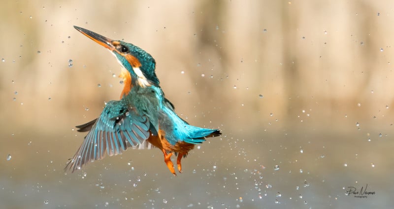 A bird flies out of water with droplets flying around