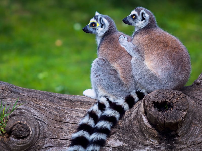 Ring-tailed lemurs licensed from Depositphotos with overlaid eye AF