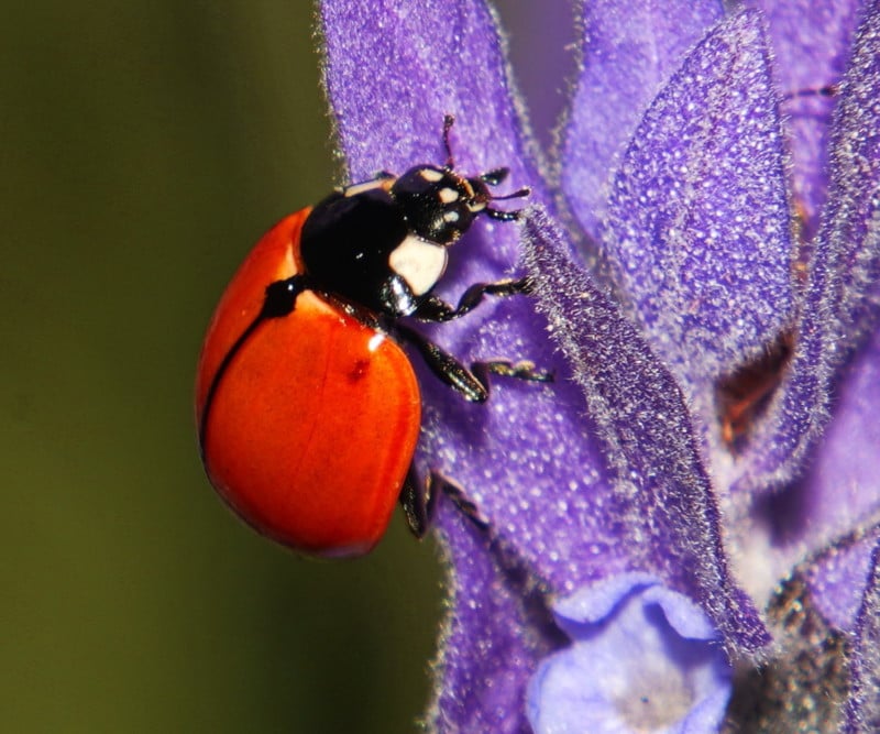 A ladybug on a flower