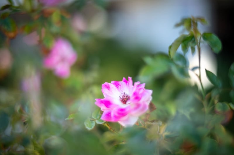 A shallow depth of field photo of a plant