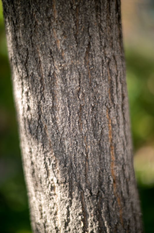 A shallow depth of field photo of a plant