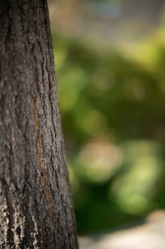 A shallow depth of field photo of a plant