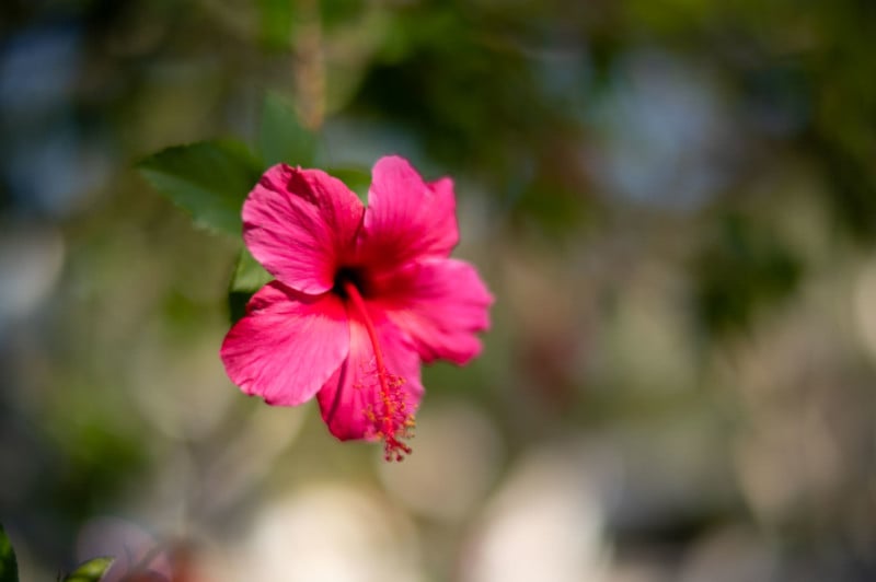 A shallow depth of field photo of a plant