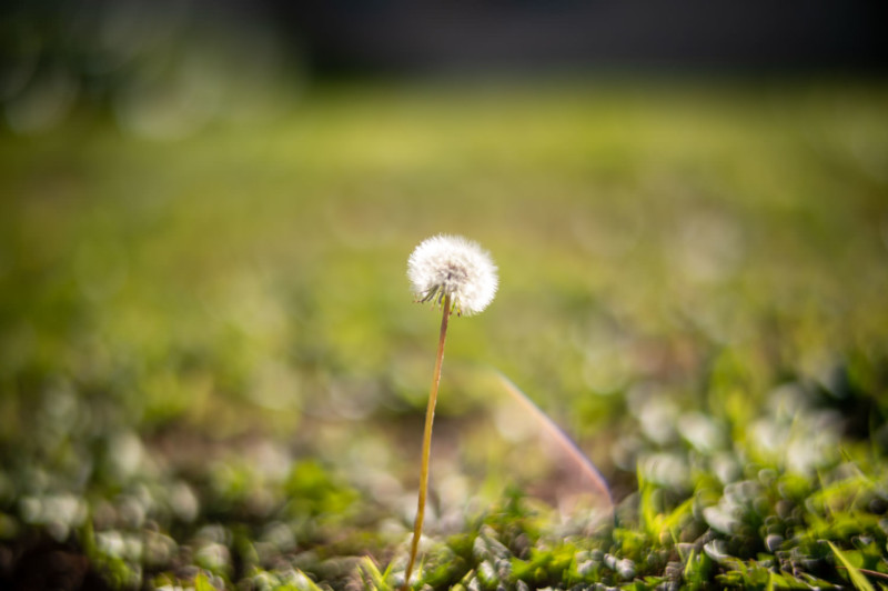 A shallow depth of field photo of a plant