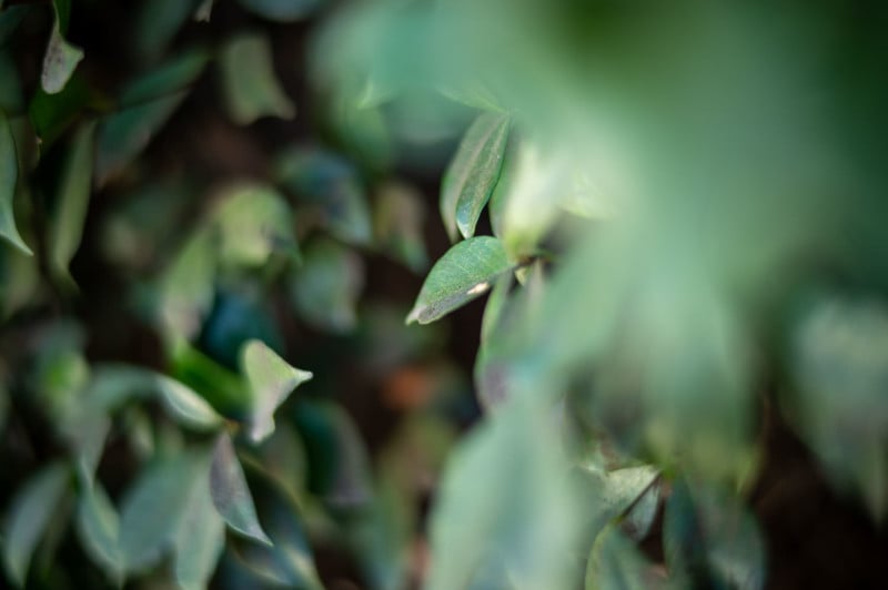 A shallow depth of field photo of a plant