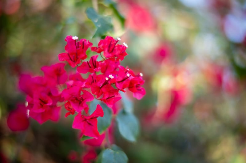 A shallow depth of field photo of a plant