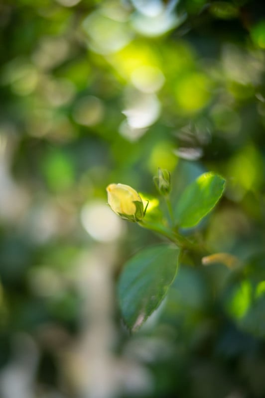A shallow depth of field photo of a plant