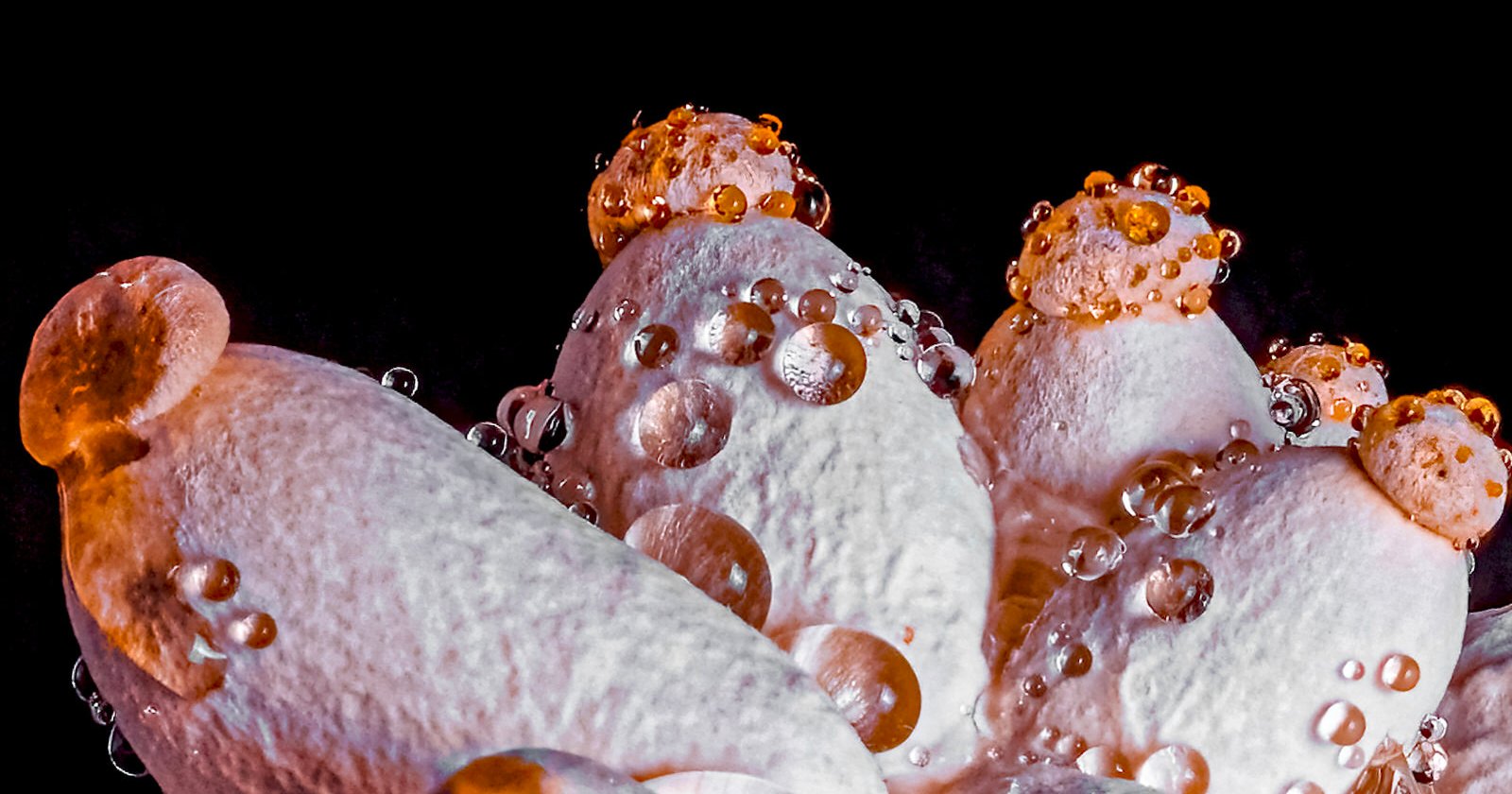 Jens Braun's mushroom macro photo