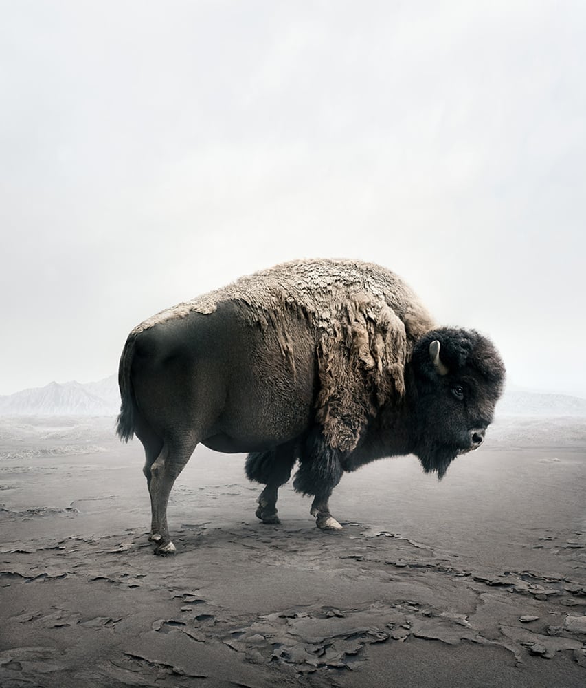 Tác phẩm đứng đầu tại hạng mục Đời sống hoang dã (Wildlife), thực hiện bởi nhiếp ảnh gia Alice Zilberberg
