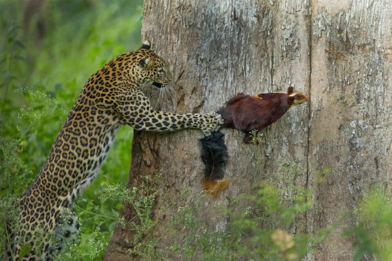 Tag, You Are It! Priyanka Rahut Mitra, winner—Animal Behavior. The leopardess was deep in slumber high up on a tree branch when awakened by the alarm calls of a Malabar Giant Squirrel. On spotting the rodent, she launched an attack, chasing the squirrel around the tree trunk and eventually capturing the animal.