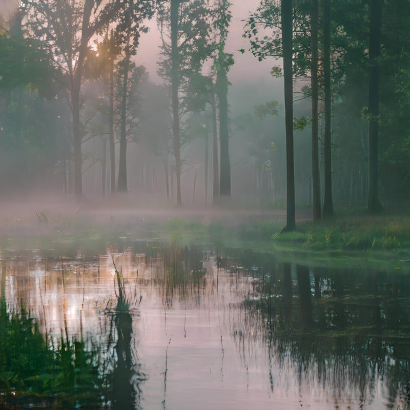 a peaceful lake surrounded by tall trees in a foggy day.