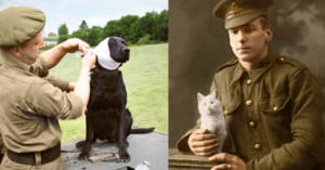 A dog and cat in a major world war