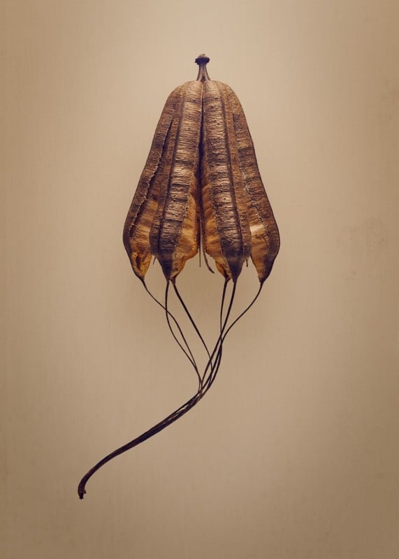 A photo of a seed by photographer Levon Biss