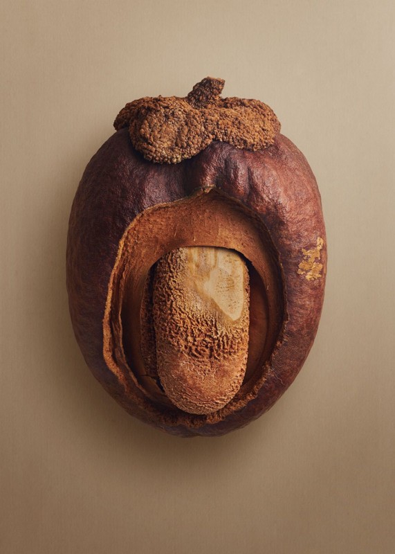 A photo of a seed by photographer Levon Biss