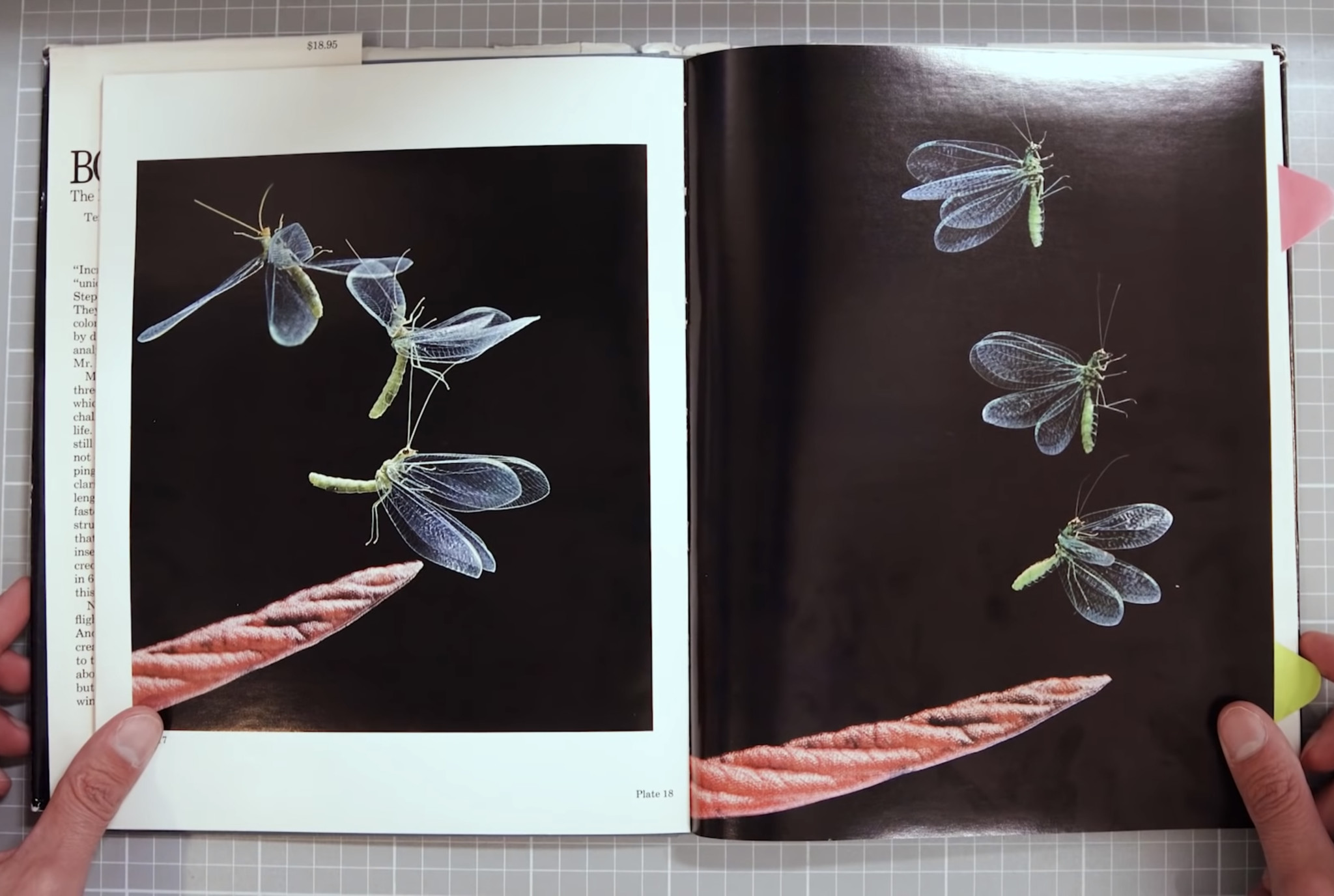 Extraordinary Portraits of Insects in Flight Shot at 6,000 FPS | PetaPixel