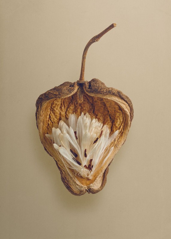 A photo of a seed by photographer Levon Biss