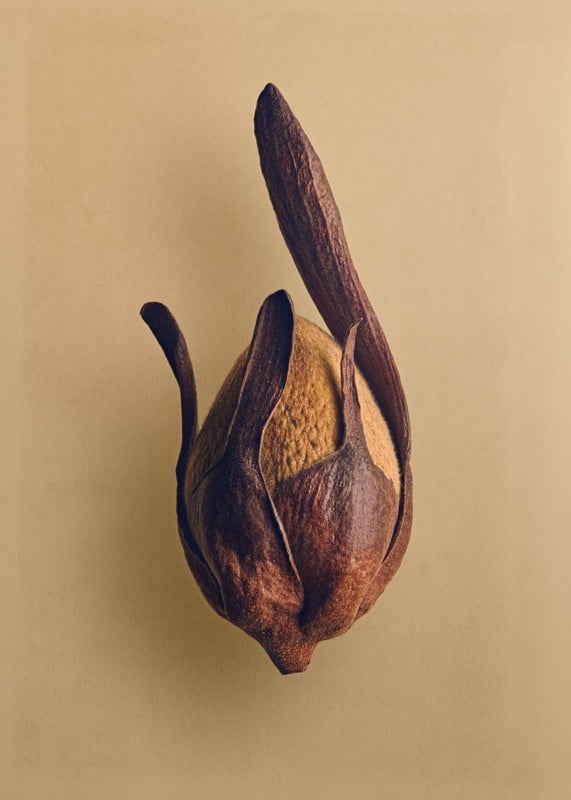 A photo of a seed by photographer Levon Biss