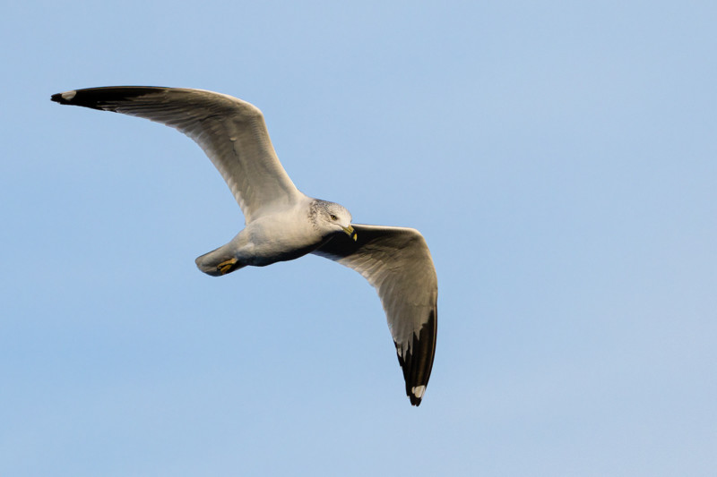 Canon EOS R3 photo of ring-billed gull.