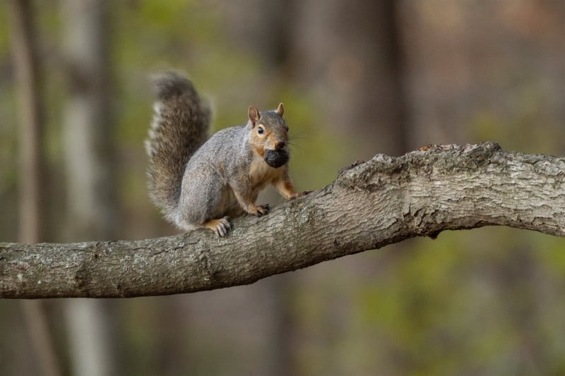 Canon EOS R3 photo of gray squirrel.