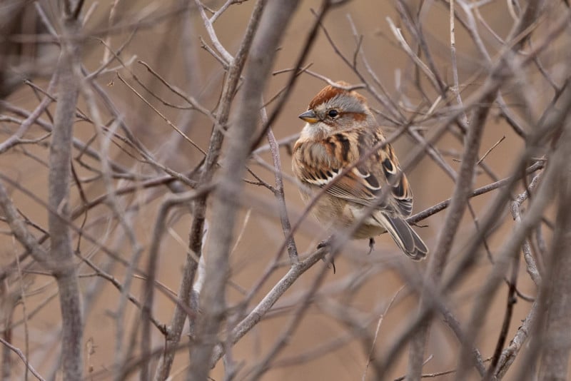 Canon EOS R3 photo of American tree sparrow.