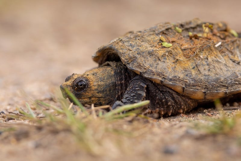 Canon EOS R3 photo of snapping turtle.