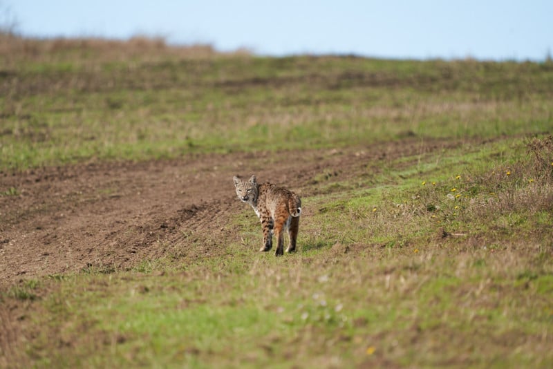 Bobcat straight out of camera photographed with the Sony a7R III and Sony 200-600mm.