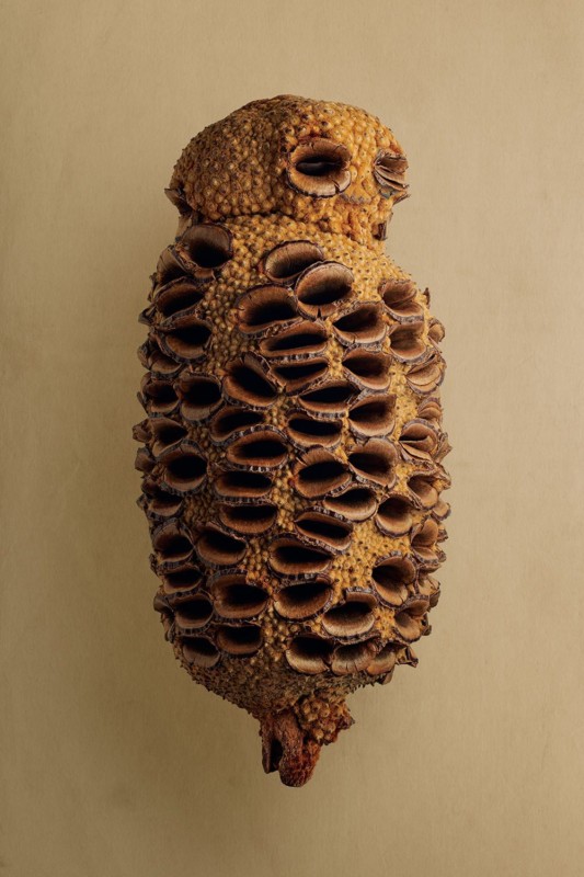 A photo of a seed by photographer Levon Biss