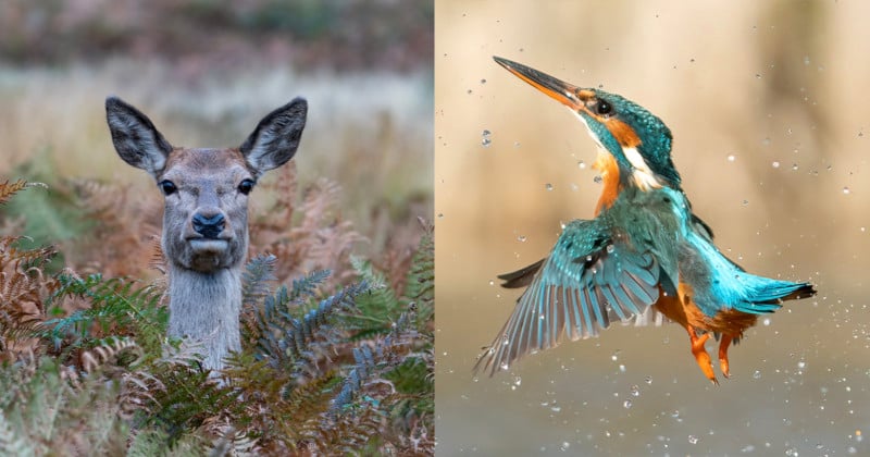 Wildlife Photographer Takes Incredible Photos on His Lunch Breaks