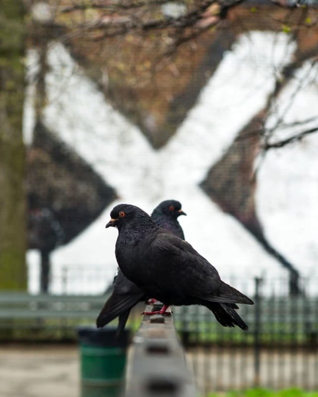 Pigeons overlapping in a photo with a white X in the background