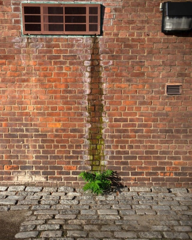 A brick wall with a water stain and a plant growing at the base of the stain