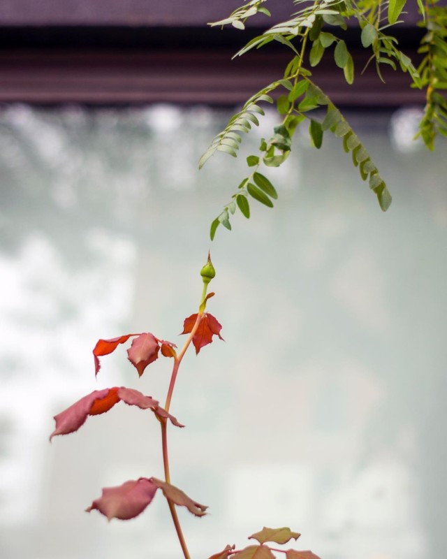 A plant growing upward toward the leaves of a tree branch hanging downward