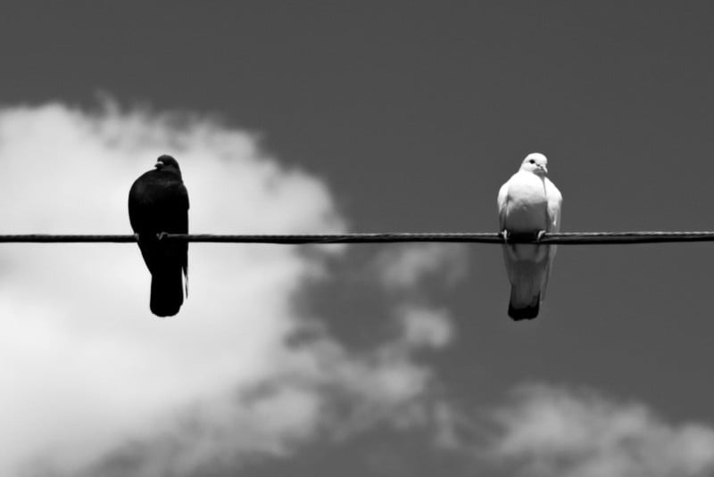 Two birds sitting on a wire