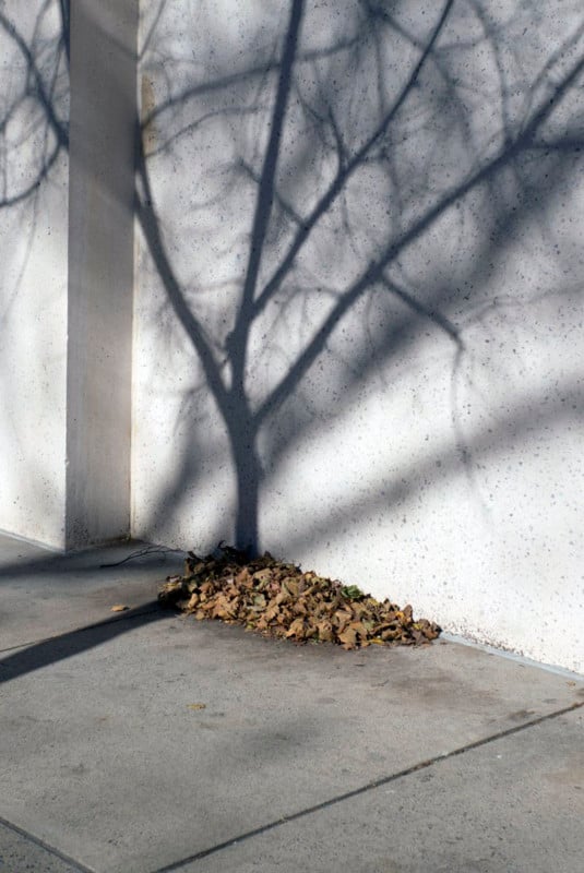 A pile of leaves at the base of the shadow of a tree