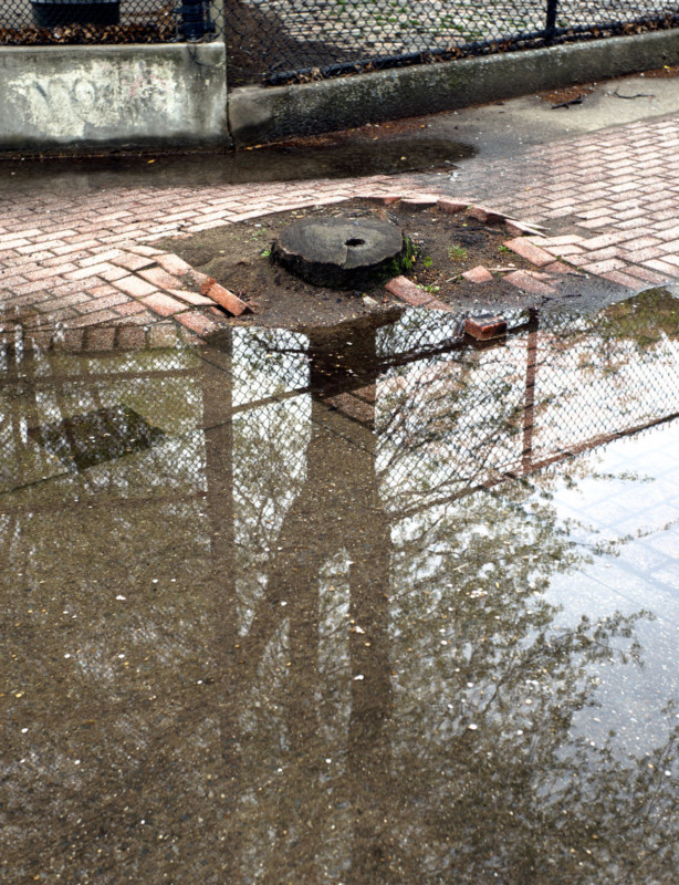 The reflection of a tree in a puddle at the base of a stump