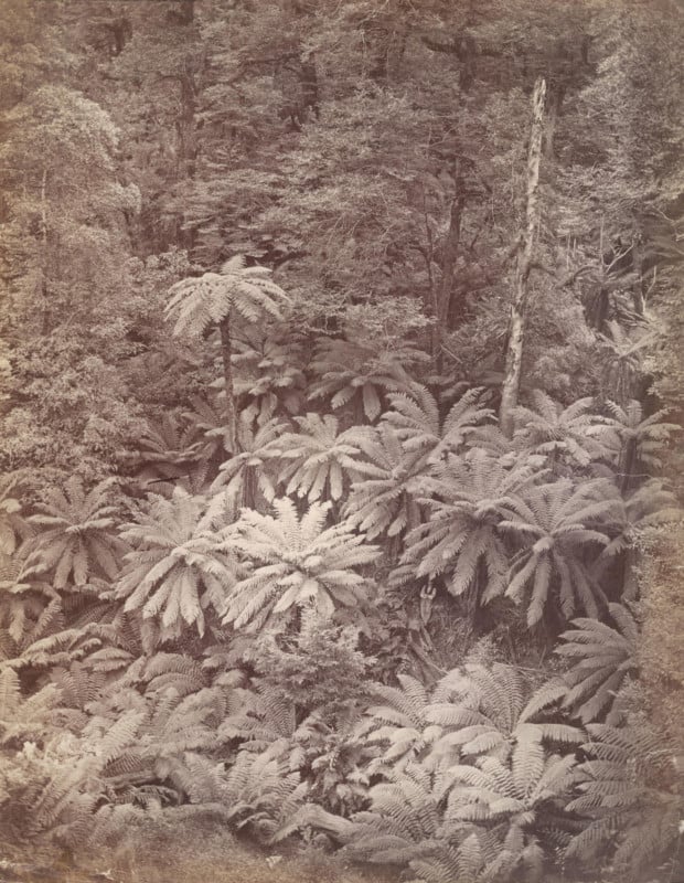 A vintage photo of a forest in Australia
