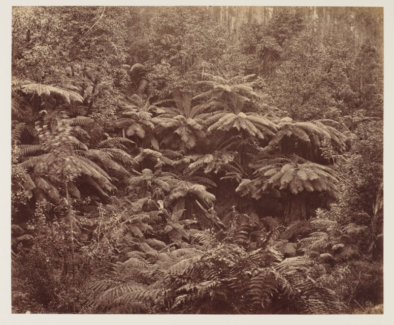 A vintage photo of colonial explorers in vegetation in Tasmania in 1887