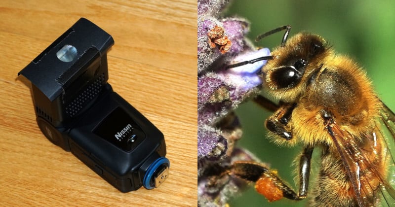 A camera flash and a macro photo of a bee on a flower